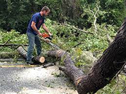 Best Tree and Shrub Care  in Mission Hills, CA