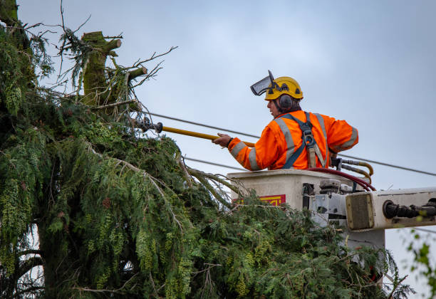 Seasonal Cleanup (Spring/Fall) in Mission Hills, CA