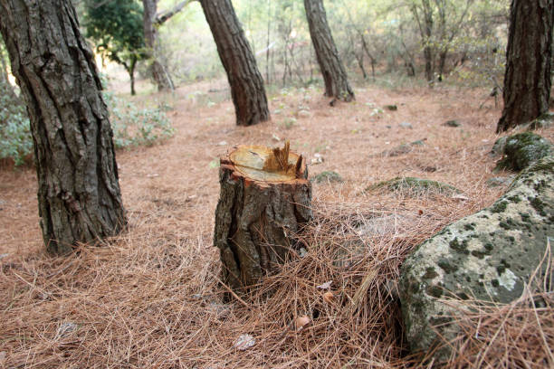 How Our Tree Care Process Works  in  Mission Hills, CA
