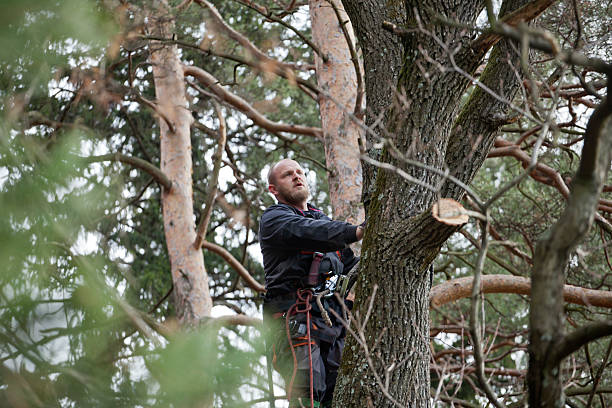 Mission Hills, CA Tree Care Company